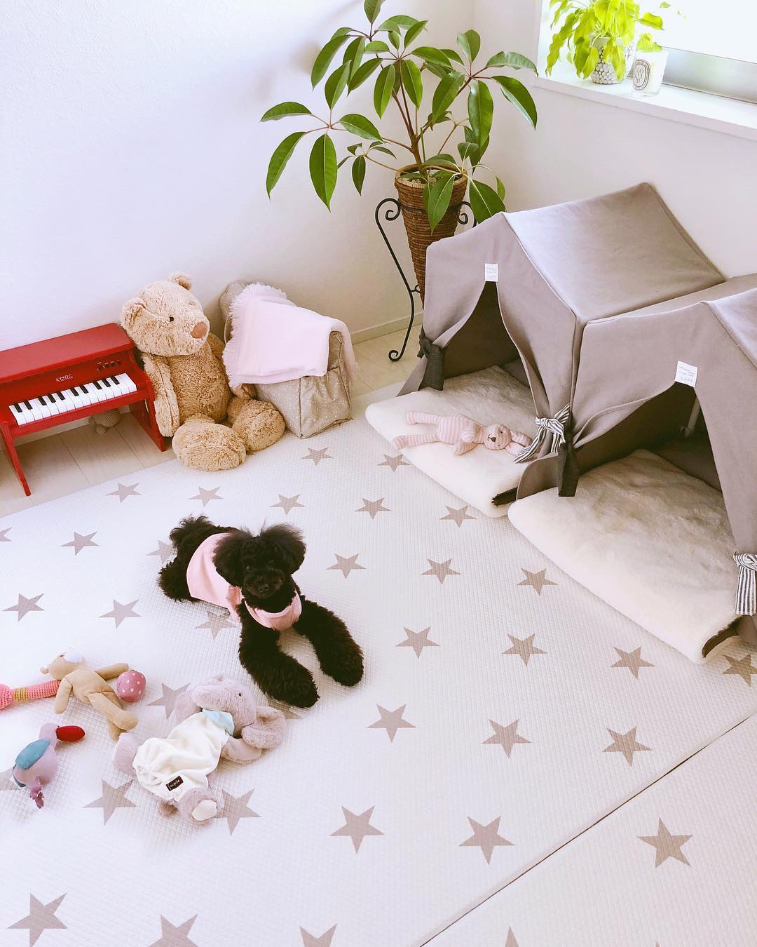 A Poodle Pianist's room